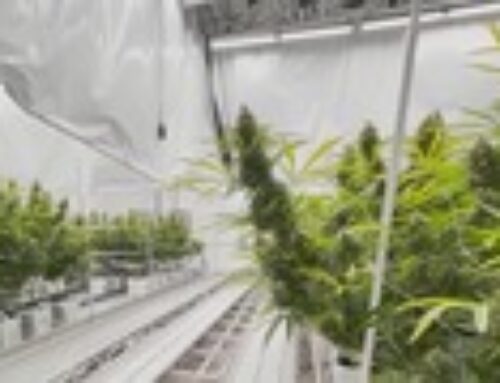 “Senate committee voices concerns over expansive low-THC medical cannabis House bill “