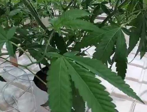 New Hampshire Senate tables cannabis legalization bill