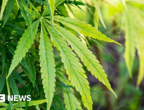 Empty Stoke-on-Trent properties targeted in cannabis crackdown