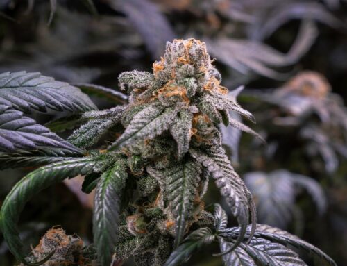 Everything to know about Haverstraw’s first cannabis dispensary opening May 7