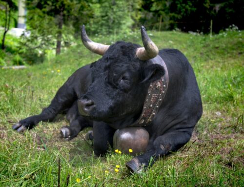 BTC Enters Strongest Accumulation Phase Since January as Bitcoin Price Tops $110K