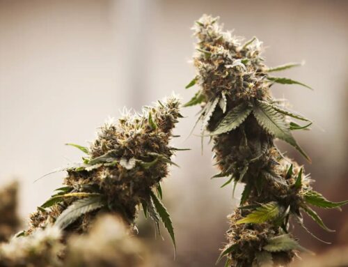Minnesota signs first tribal-state cannabis compact with White Earth