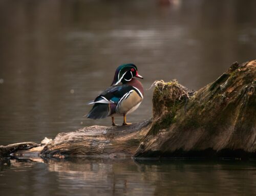 Blane Klemek Outdoors: Minnesota’s wetlands create an ideal environment for wood ducks