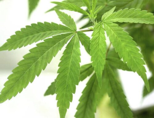 Olmsted County commissioners approve final tweaks to cannabis lottery plan