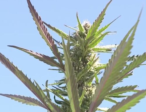 Utah’s medical cannabis program hits a new high