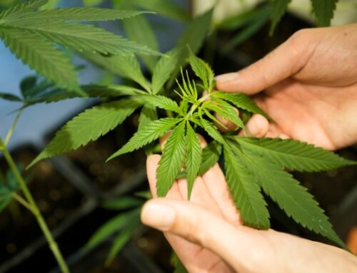 Former Cherry Hills Village resident, hemp business owner facing federal charges