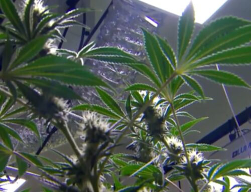 Federal suit filed against Alabama Medical Cannabis commissioners