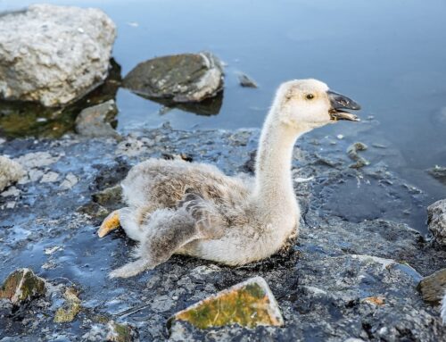 Environmental SOS: Rare Birds Crunch From Bellies Full of Plastic
