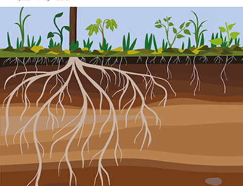 Download Agri Investor’s 2025 Sustainable Investing report