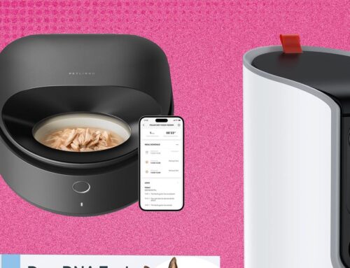 The 21 Best Early Amazon Pet Day Deals
