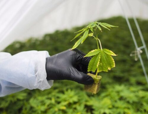 Ford government to overhaul how cannabis stores look in Ontario
