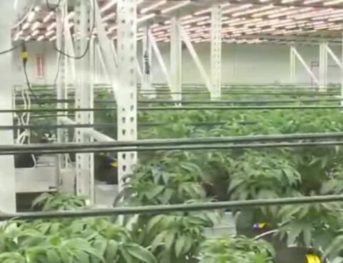 Oklahoma group files petition to legalize recreational marijuana
