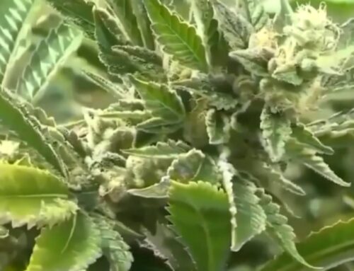 Pennsylvania legislators introduce bill for regulation & treatment of cannabis