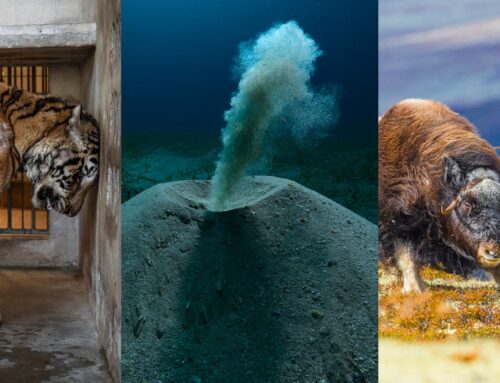 The 2025 Environmental Photography Awards Winners Show the Power of Photographers