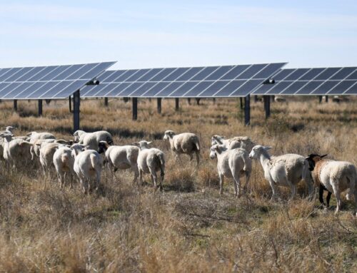 Record US clean power run rolls on through May: Maguire