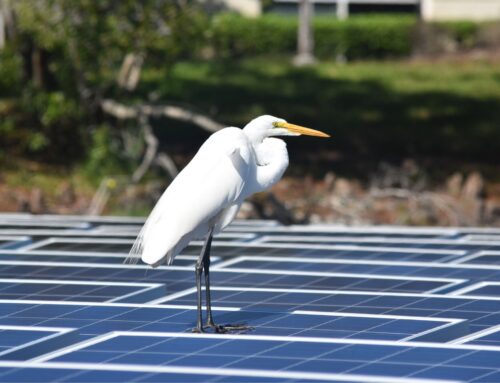 Floating solar panels affect bird habitats in unexpected ways