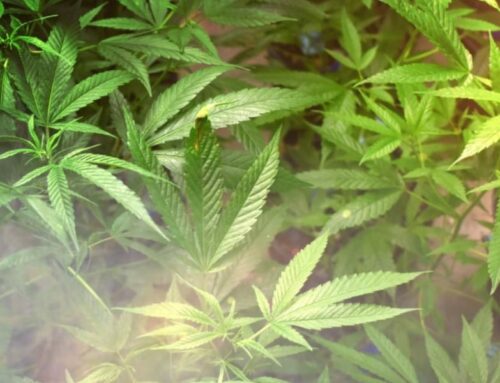 Kent State partnership produces cannabis courses