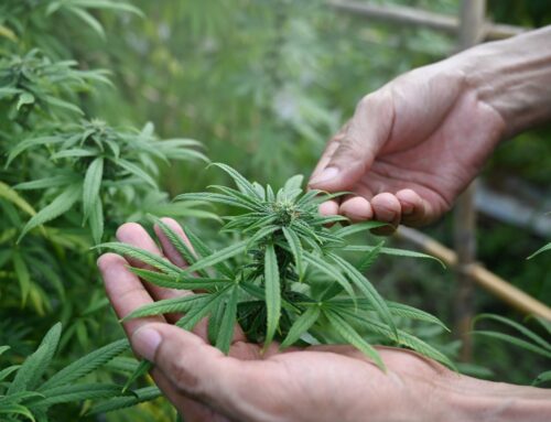 Nevada Gaming Officials Look at Changing 11-Year Cannabis Rules