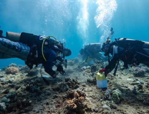 Coral damaged by luxury yacht in 2023 return home to Honolua Bay