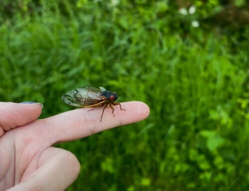 What Brood XIV cicadas provide to the local environment