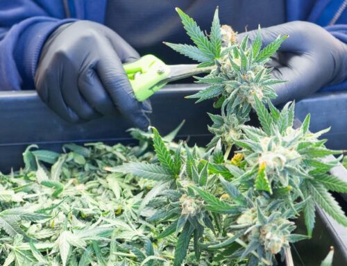 The great cannabis cultivation debate: hand- or machine-trim?