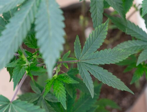 Anoka starts construction on municipal cannabis dispensary