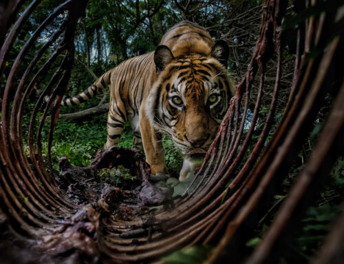 17 unforgettable images from the Environmental Photography Awards