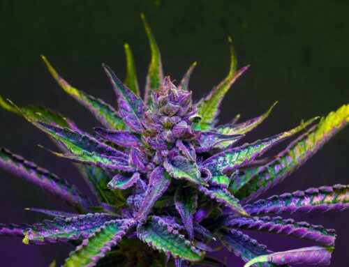 Study reveals high rates of cannabis use disorder in older US veterans