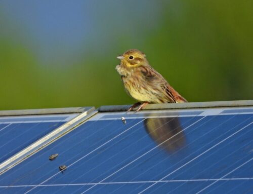 The solar backlash and how developers are responding