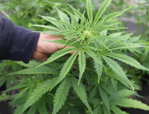 Addiction experts raise alarm about cannabis use among Oregon’s youth