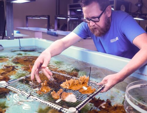 Florida’s corals are in hot water, but 1,000 coral babies are here to help
