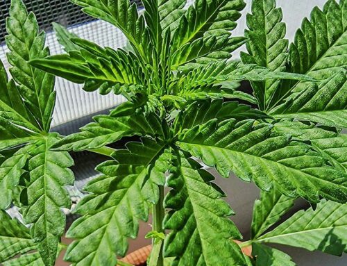New proposal would raise sales tax on cannabis in Minnesota
