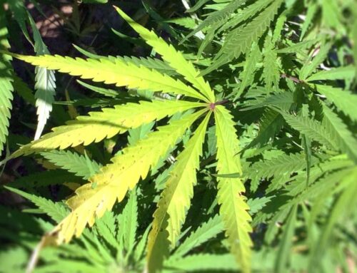 Cannabis bill that comes with legal risks advances in PA