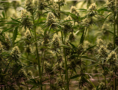 Spark it up: 13 Minnesota cities and counties want pot shops