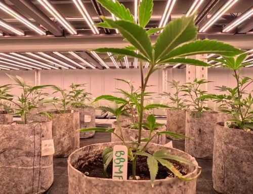 Office of Cannabis Management sets June 5 lottery for some licenses