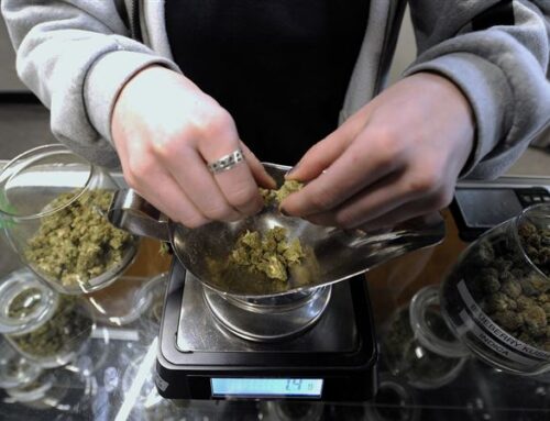 A brain pathway linking cannabis use and psychosis is at the center of a new study
