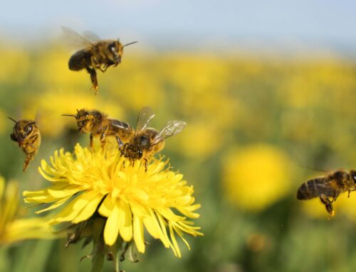 Honeybees are getting confused by electric pollution from power lines