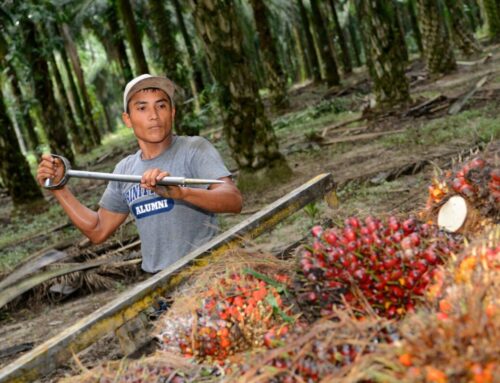 Profit imbalance in palm oil industry risks environmental compliance, report says