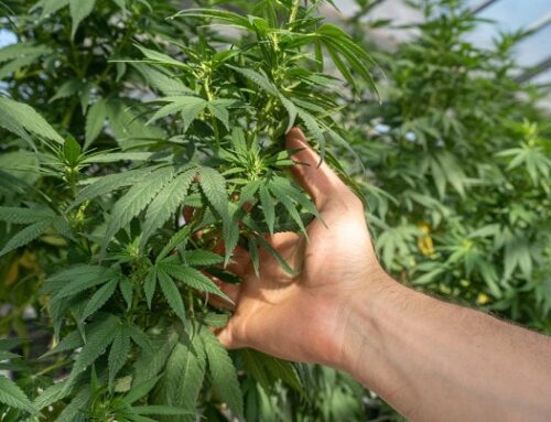 New Arizona Dispensary Grand Opening on May 4