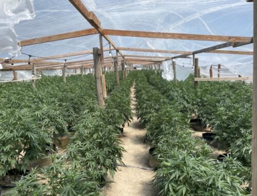 Over $120M in illegal cannabis seized in Central Valley, largest ever eradication operatio
