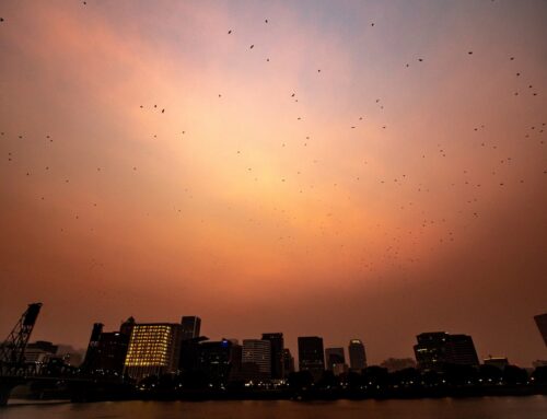 Climate change contributed to 15,000 deaths from exposure to wildfire smoke, study finds