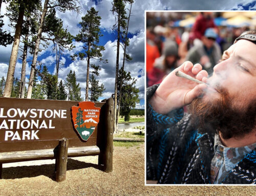 Cannabis Sellers Warn Against Taking Marijuana Into Yellowstone