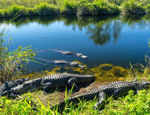 Scientists discover unexpected way alligators help the environment: ‘Guardians of the Ever