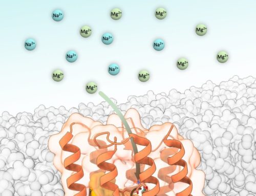 Light-driven magnesium transport protein helps microbe thrive in harsh environment