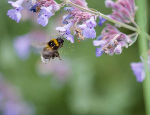 Electric Entomology: How Insects Interact With Electricity in the Environment