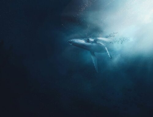 Bitcoin Whale Holdings Jump 41,300 BTC As Institutional Demand Heats Up