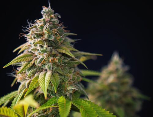 Researchers uncover causal evidence that cannabis legalization reduces problematic consump