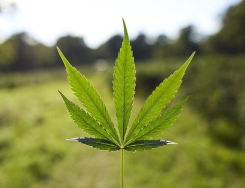 Cannabis Health Risks in 420 Friendly Times: Facts for Patients