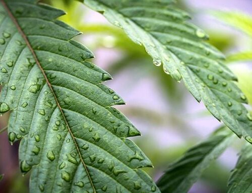 Legacy Cannabis Genetics Study Launches Community Meetings To Take California’s Understand