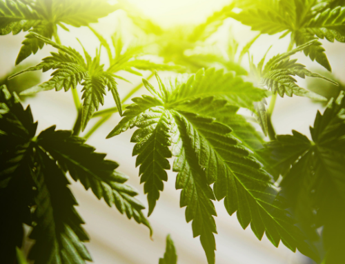 Oral Fluid Testing “Not Ideal” for Determining Cannabis Impairment